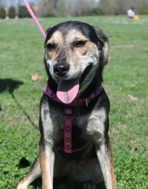 BERTA - Terrier available for adoption
