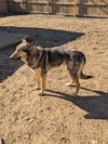 Dean - Photo 13