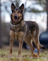 Dean - Photo 1