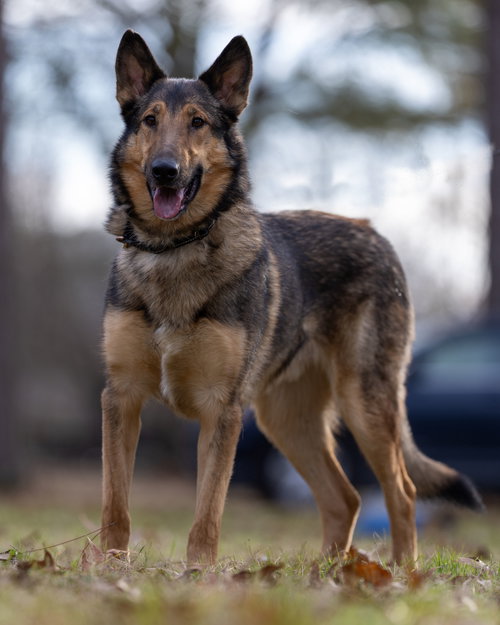 DEAN - German Shepherd Dog / Border Collie available for adoption