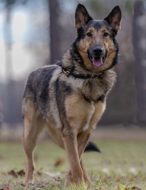 DEAN - German Shepherd Dog / Border Collie available for adoption