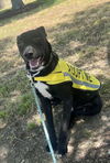 adoptable Dog in  named Hero