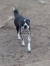 adoptable Dog in  named Rose