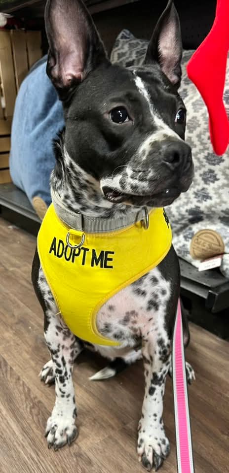ROSE - Staffordshire Bull Terrier available for adoption