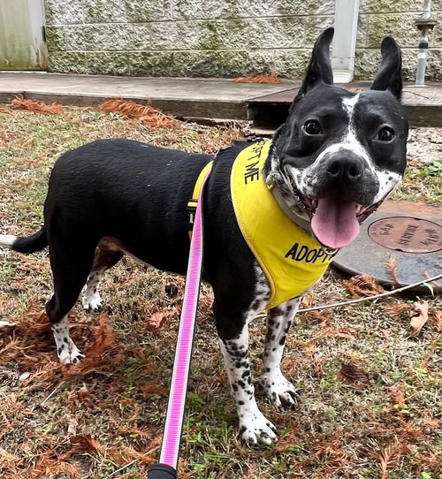 ROSE - Staffordshire Bull Terrier available for adoption
