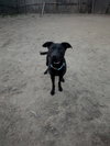 Onyx - Photo 9