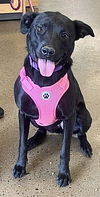 adoptable Dog in  named Onyx