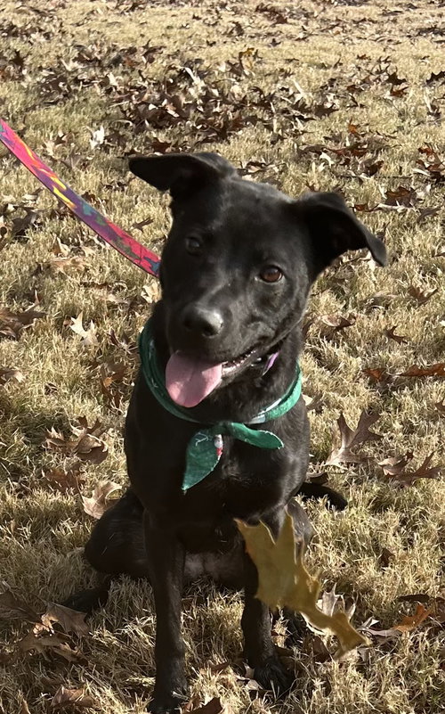 ONYX - Retriever available for adoption