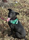Onyx - Photo 2