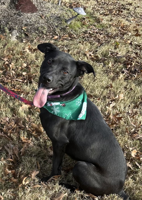 ONYX - Retriever available for adoption