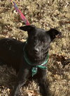 Onyx - Photo 4