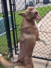 adoptable Dog in  named Ace