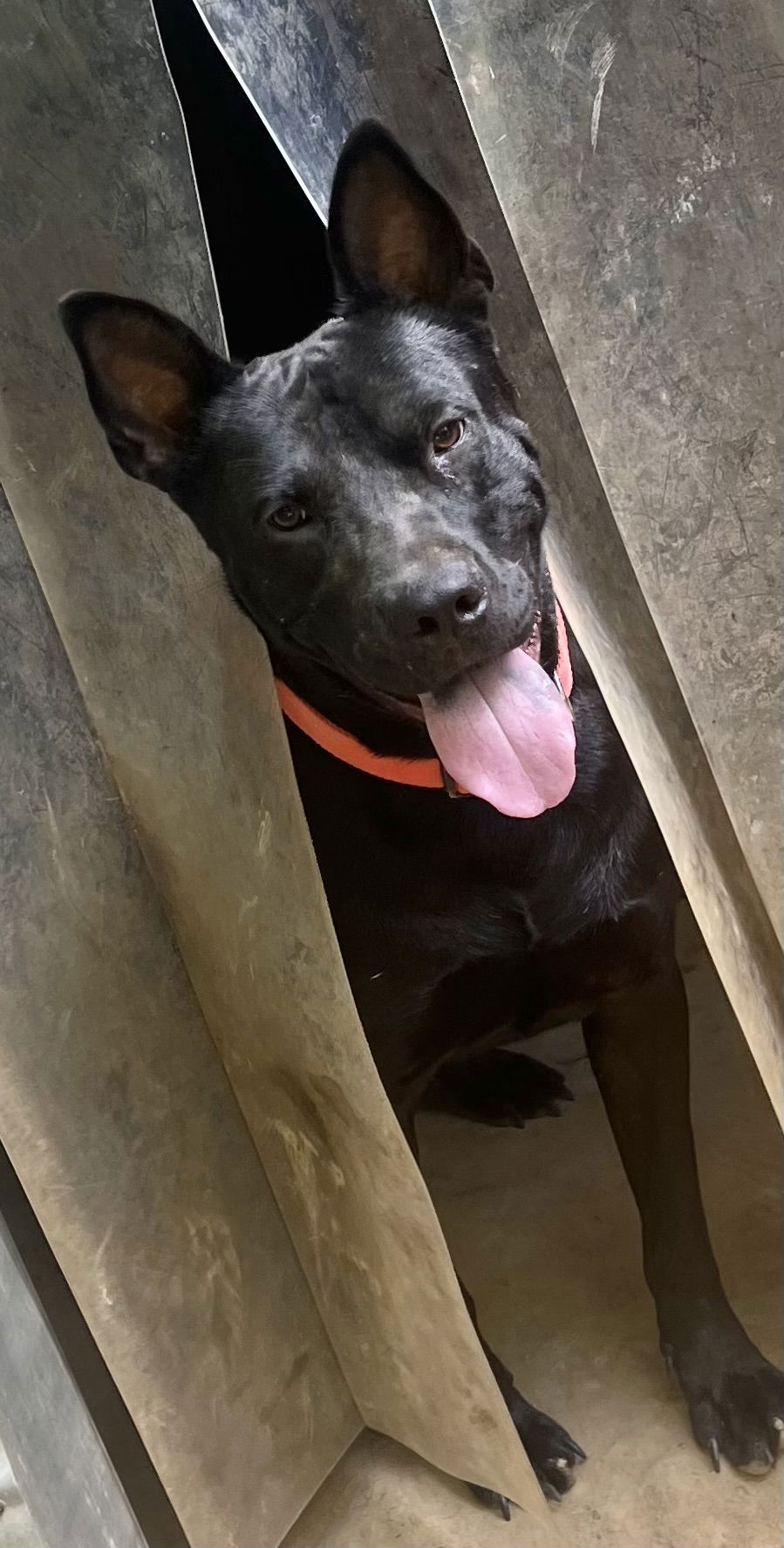 adoptable Dog in Munford, TN named Dante