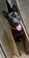 adoptable Dog in  named Dante