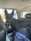 Dante - Photo 4