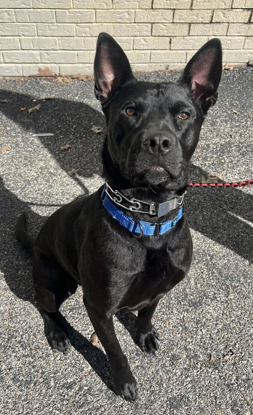 DANTE - German Shepherd Dog / American Pit Bull Terrier available for adoption