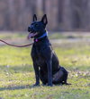 Dante - Photo 4