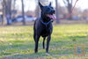 Dante - Photo 6