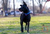 Dante - Photo 7