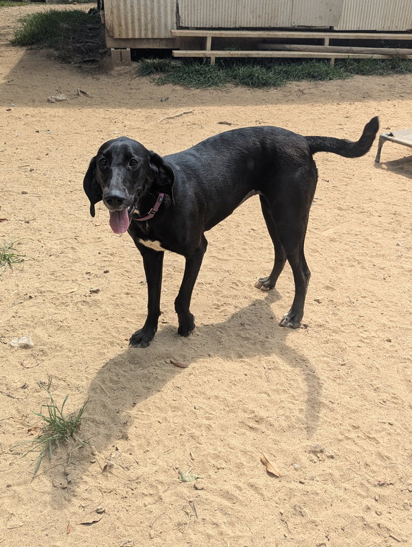 Gracie