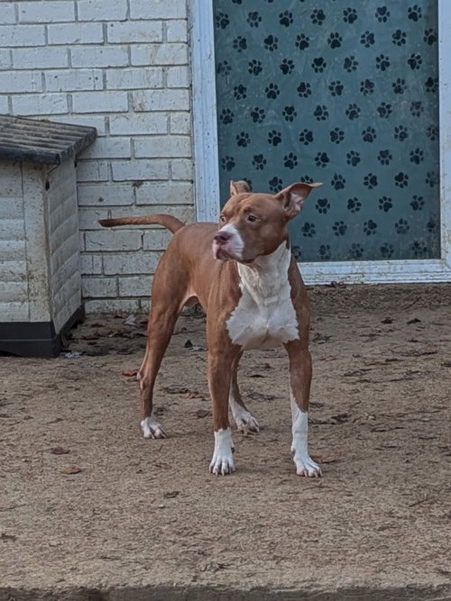 QUE - Staffordshire Bull Terrier available for adoption
