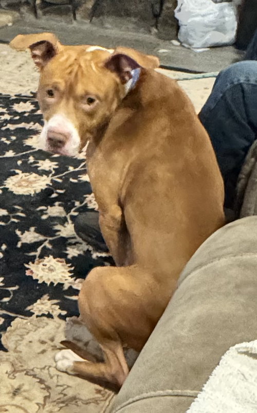 QUE - Staffordshire Bull Terrier available for adoption