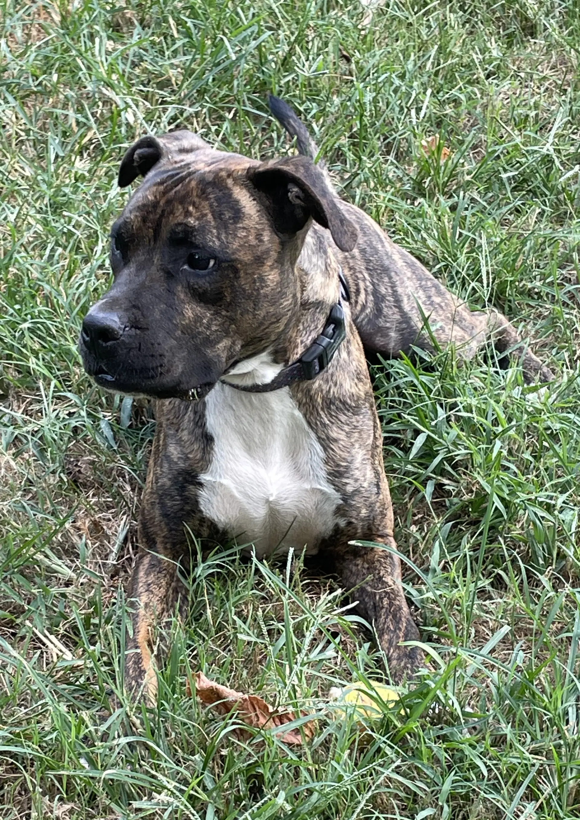 Sputnik - American Pit Bull Terrier