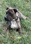 Sputnik - Photo 1