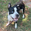 Butterbean - Photo 1
