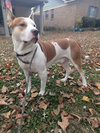 Ozzy - Photo 1