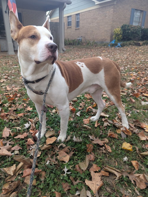 OZZY - Staffordshire Bull Terrier available for adoption