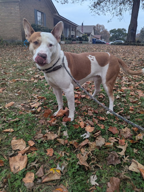 OZZY - Staffordshire Bull Terrier available for adoption