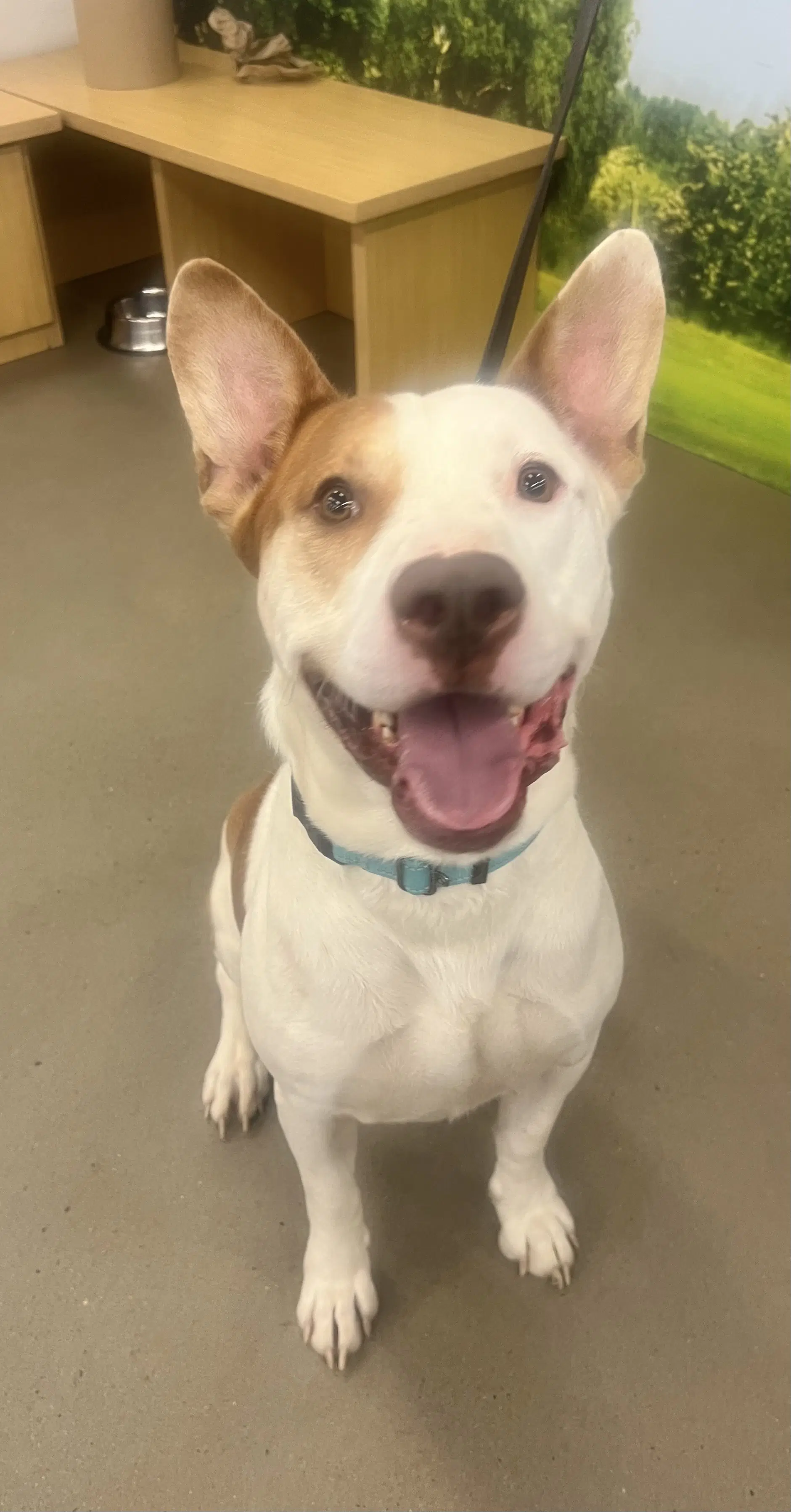 Ozzy - Staffordshire Bull Terrier