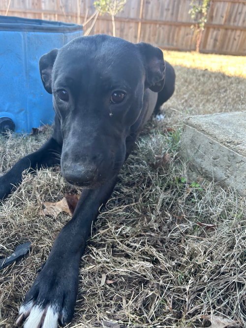STEVIE - Labrador Retriever available for adoption