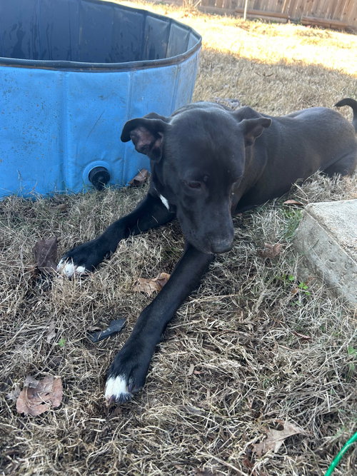 STEVIE - Labrador Retriever available for adoption