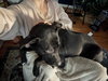Stevie - Photo 4