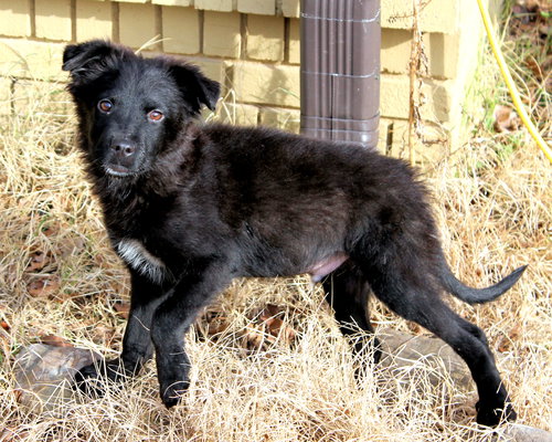 JAKE - Border Collie available for adoption