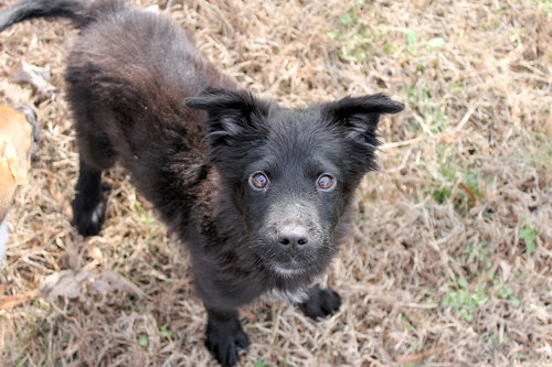 JAKE - Border Collie available for adoption
