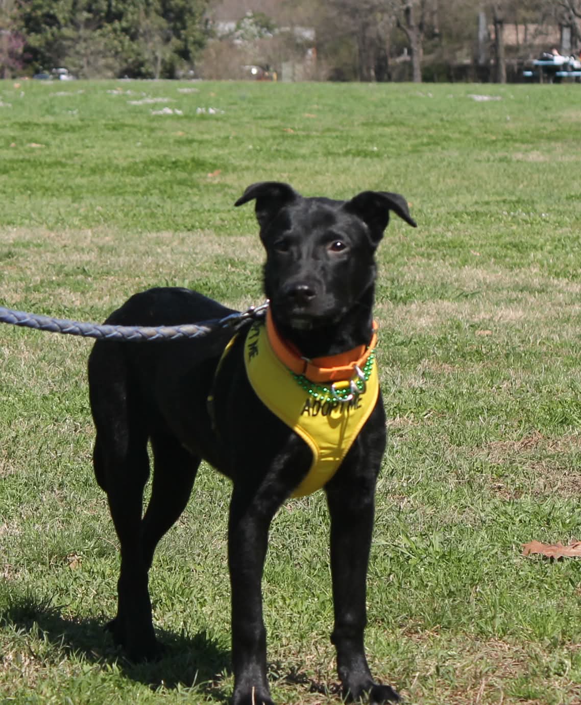 Marlo - Labrador Retriever