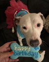 Lily - Photo 2