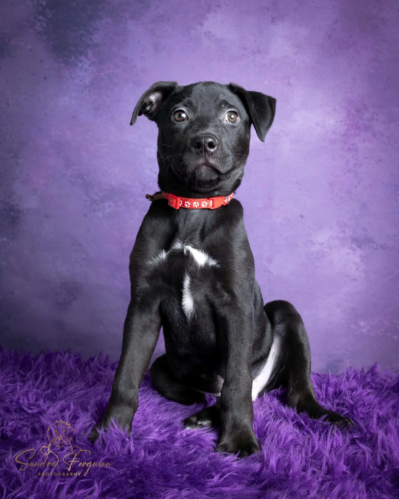Slightly - Catahoula Leopard Dog
