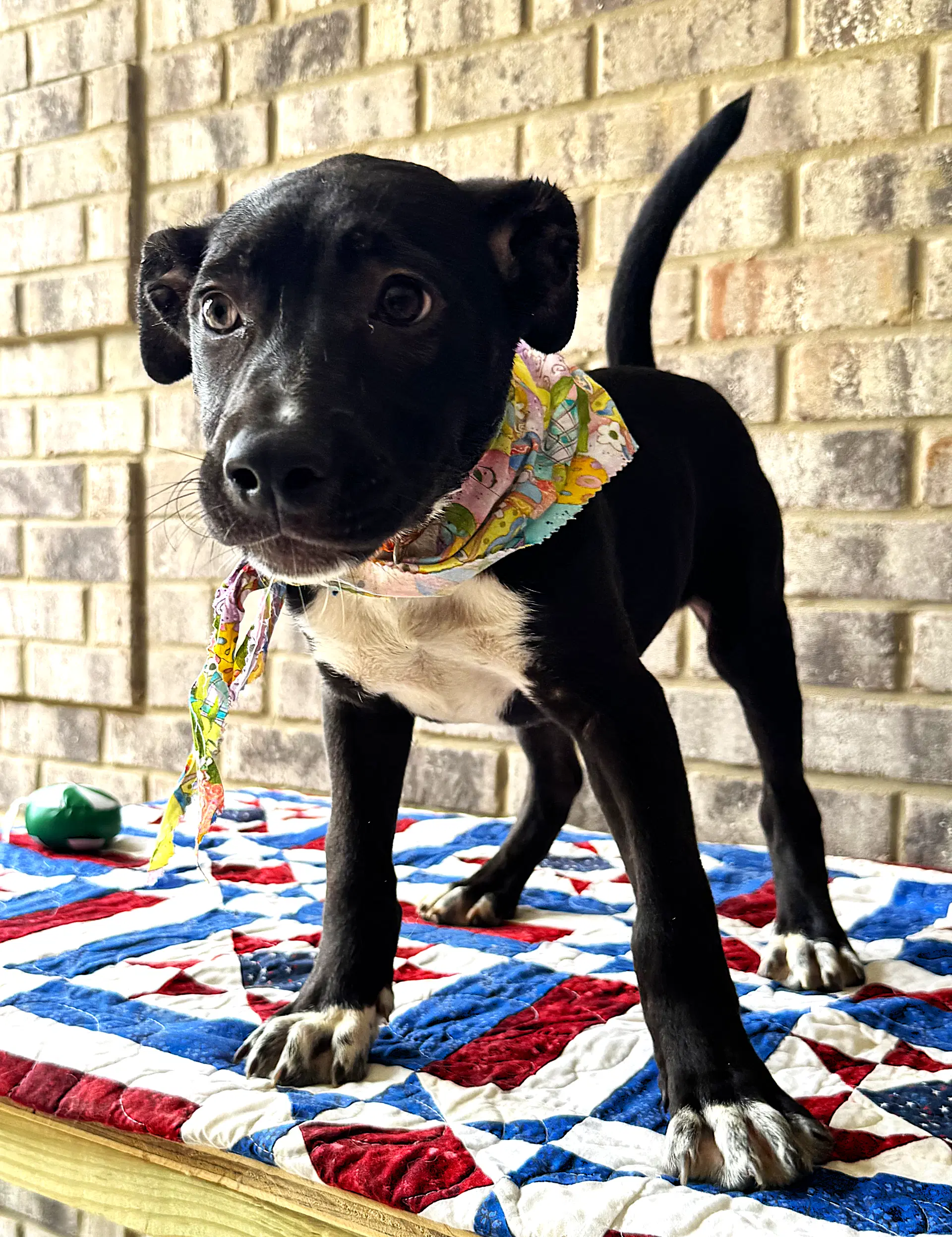 Curly - Catahoula Leopard Dog