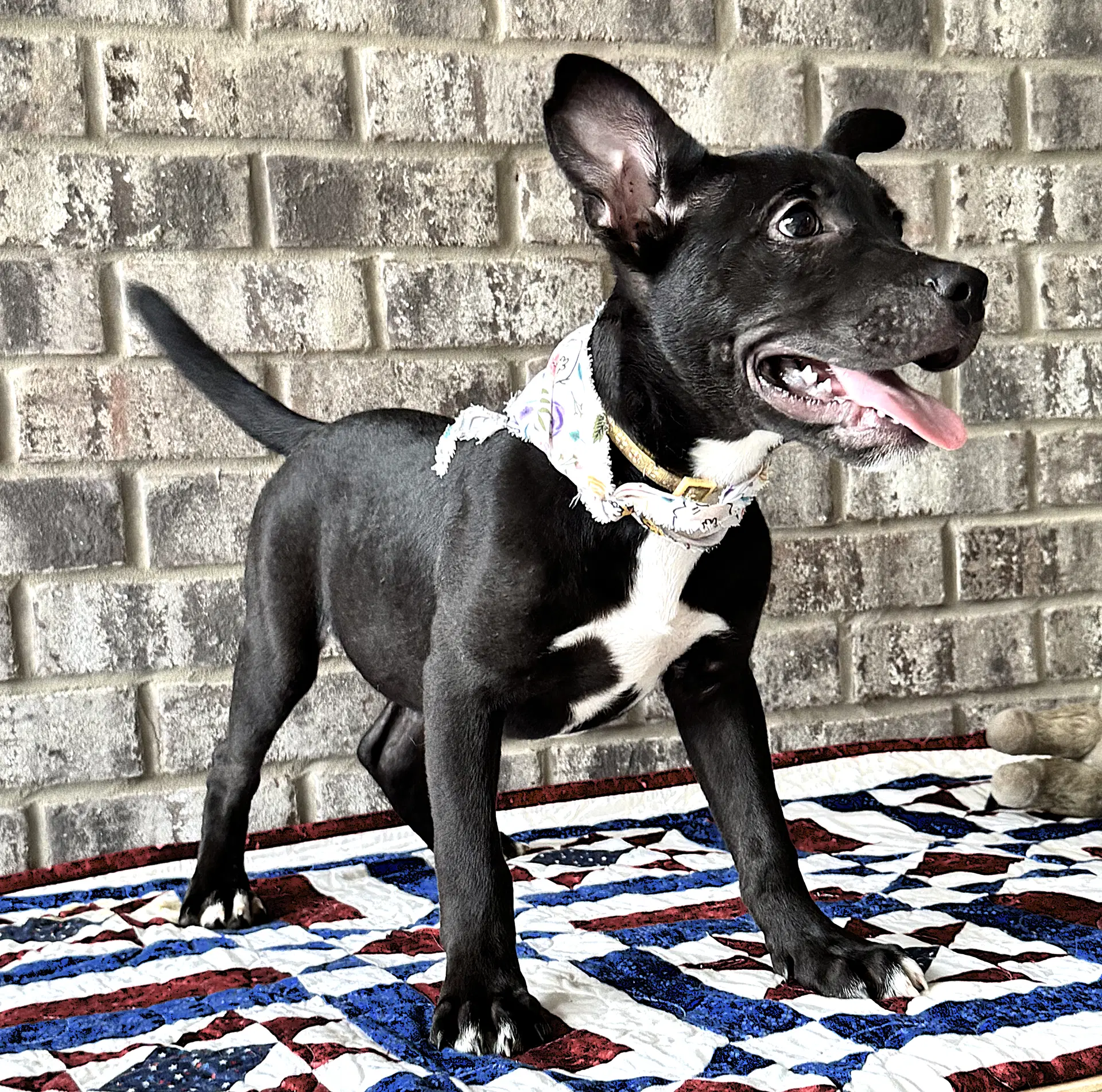 Nibs - Catahoula Leopard Dog