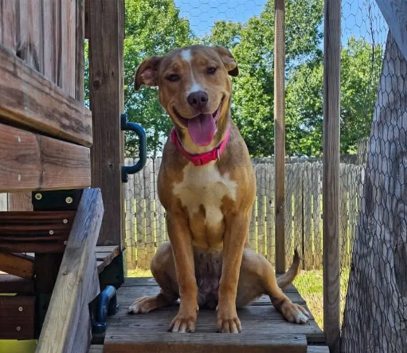 Anna - Pit Bull Terrier