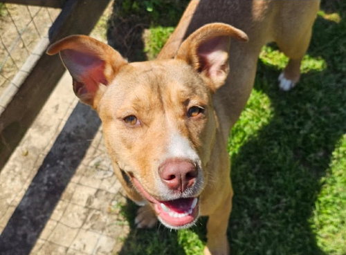Elsa, an adoptable Unknown breed in Munford, TN