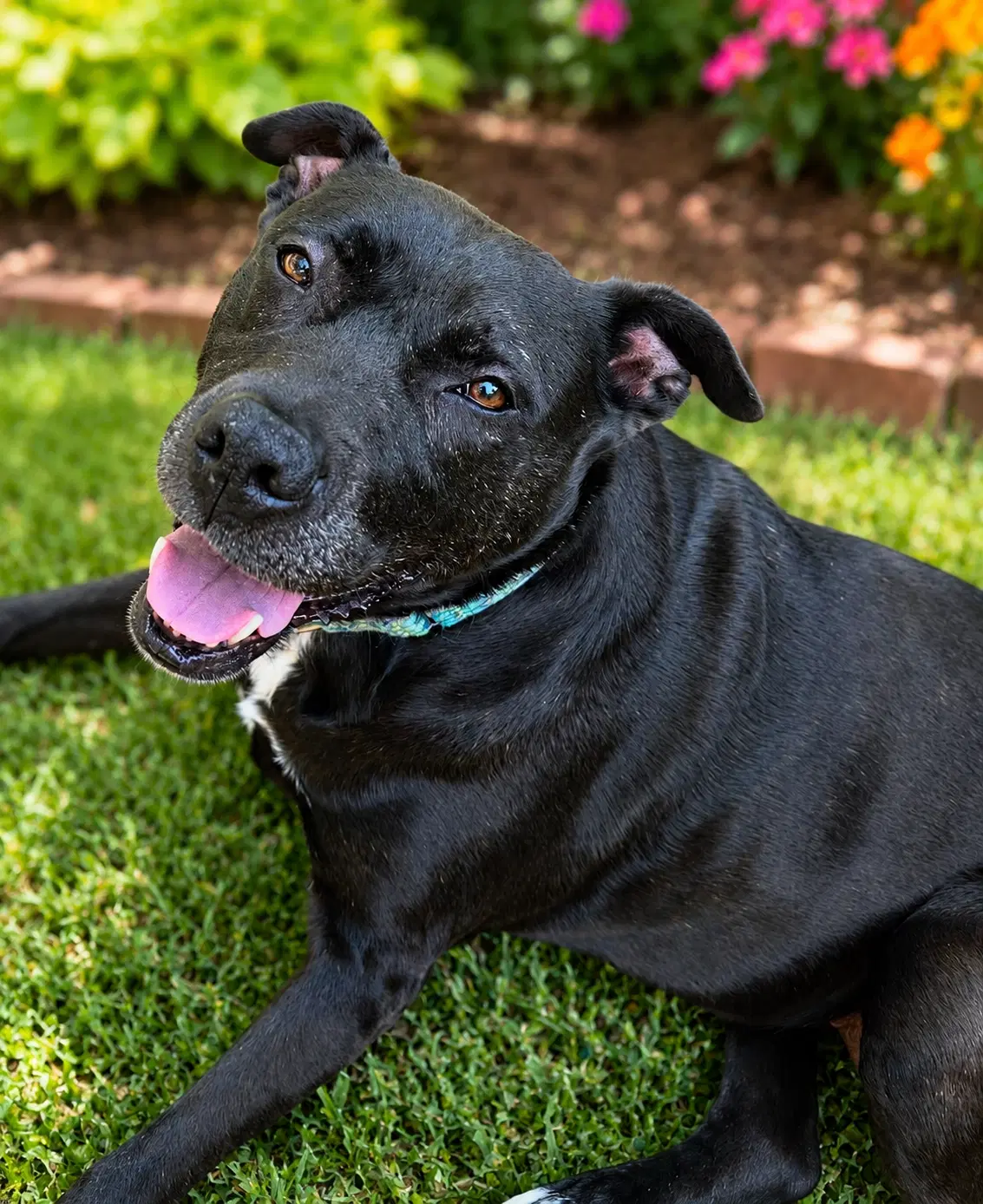 Addie - Pit Bull Terrier