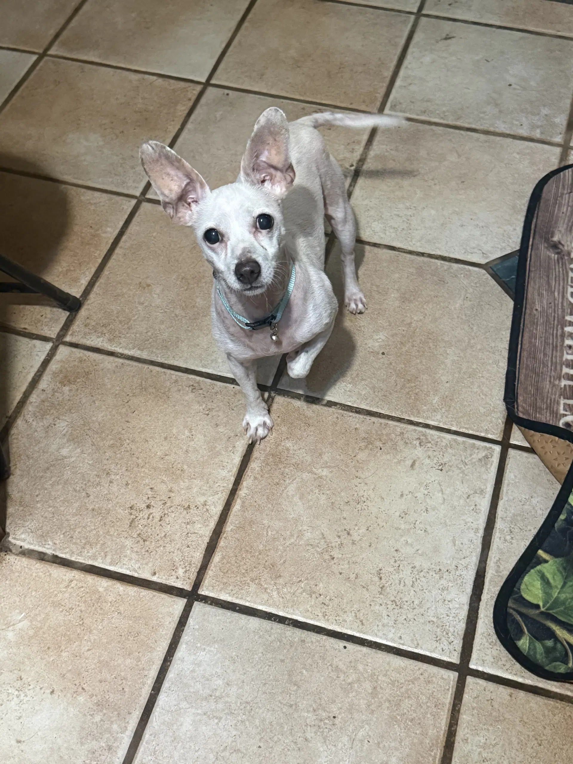 Edgar - Chihuahua
