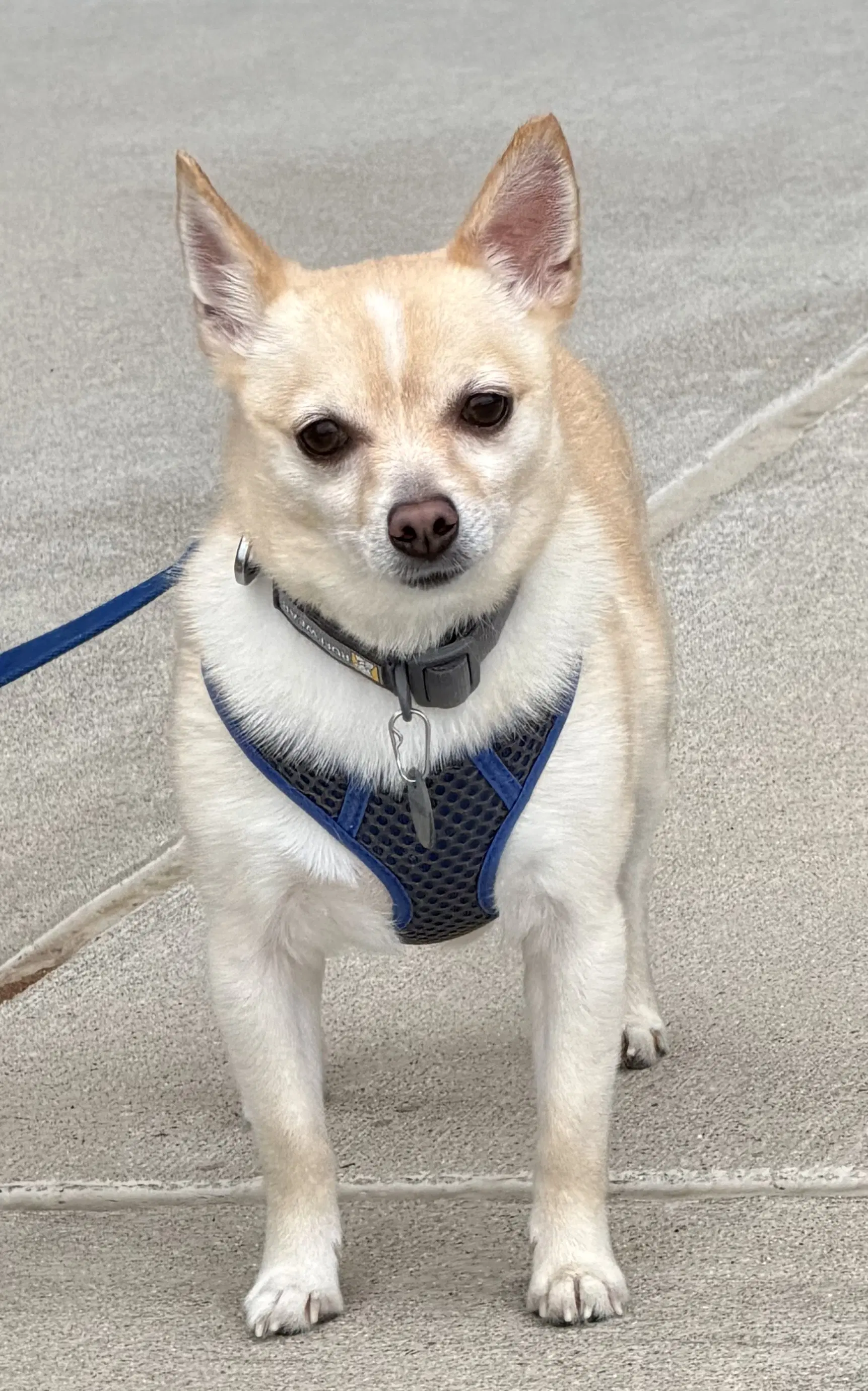 Oscar - Chihuahua