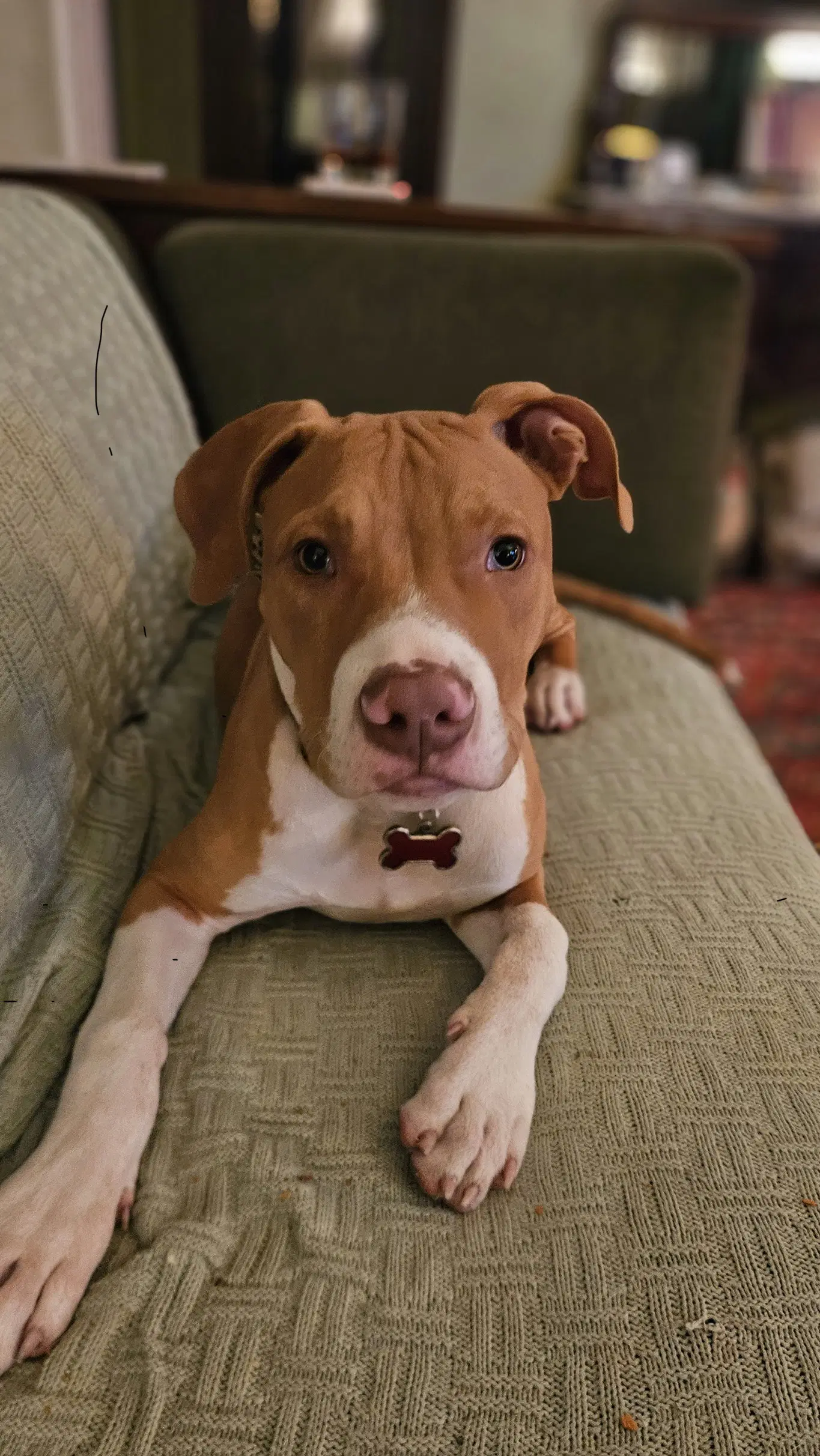 Pumpkin - American Staffordshire Terrier