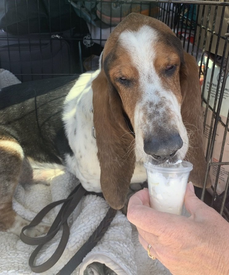 adoptable Dog in Petaluma, CA named Otis